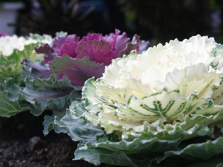 ハボタン・葉牡丹 マクロ ハボタン・葉牡丹 マクロ ハボタン,葉鑑賞,素材の写真素材