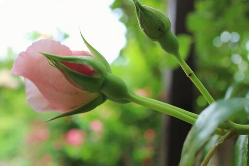 Photo, rose, rose garden, a vine, 