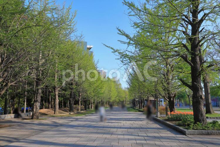中島公園　銀杏並木 中島公園,公園,札幌の写真素材