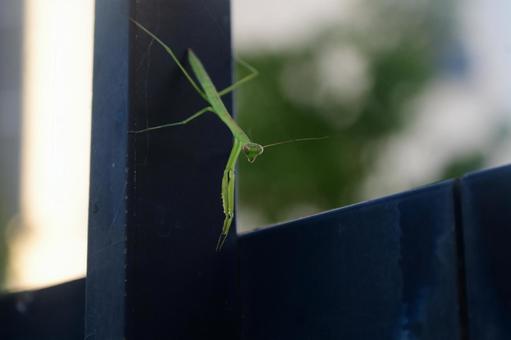 若いカマキリ 若いカマキリ カマキリ,自然,虫の写真素材