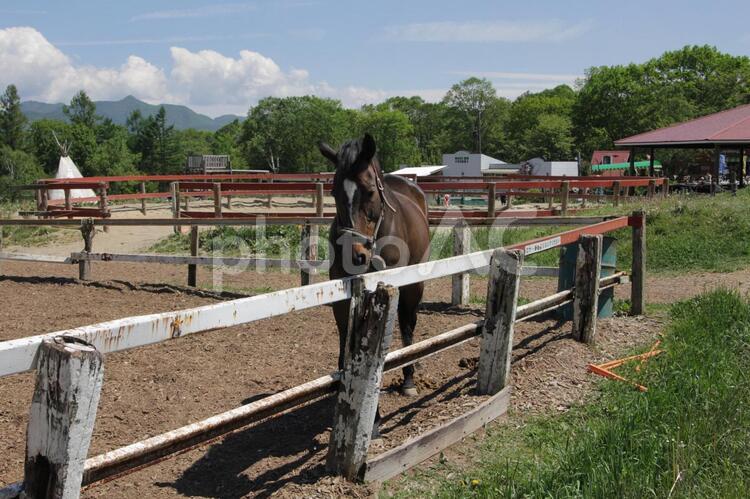 牧場の馬 小屋,柵,牧場の写真素材
