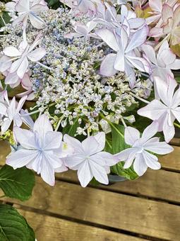 紫陽花 レイ 紫陽花 レイの写真