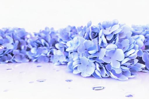 紫陽花と水滴の背景 紫陽花と水滴の背景の写真