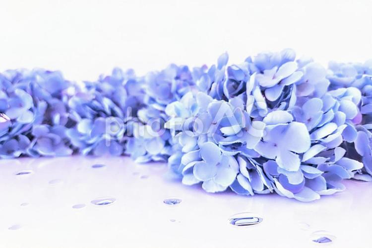 紫陽花と水滴の背景 紫陽花,背景,バックグラウンドの写真素材