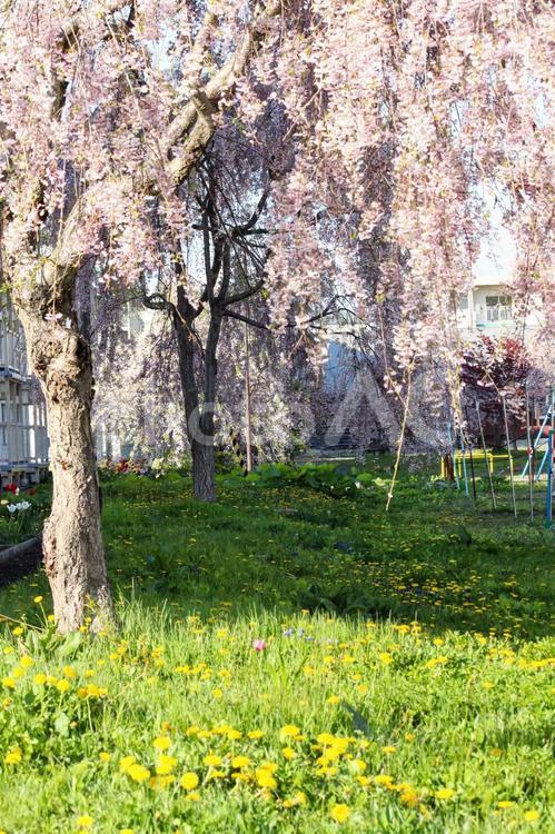 公園の枝垂れ桜 桜,サクラ,春の写真素材