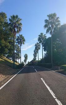 宮崎ハイビスカスゴルフクラブ 綺麗,晴天,青空の写真素材
