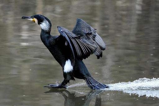 着水するカワウの写真