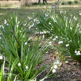 Photo, flower, snowflake, white flowers, 