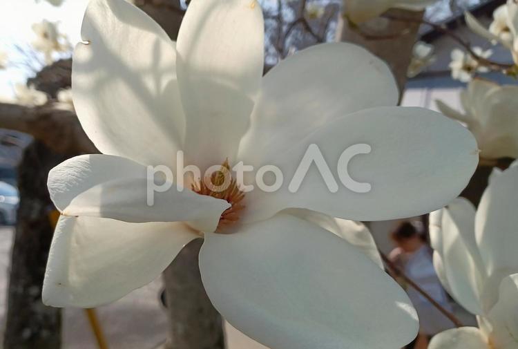 ハクモクレンと思われる花 ハクモクレン,花,春の写真素材