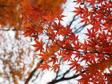紅葉 紅葉,もみじ,秋の写真素材