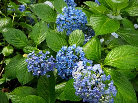 紫陽花 紫陽花の写真
