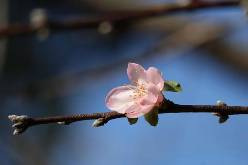 ピンクの花のアーモンドの木の枝のアップ ピンク,花,アーモンドの写真素材