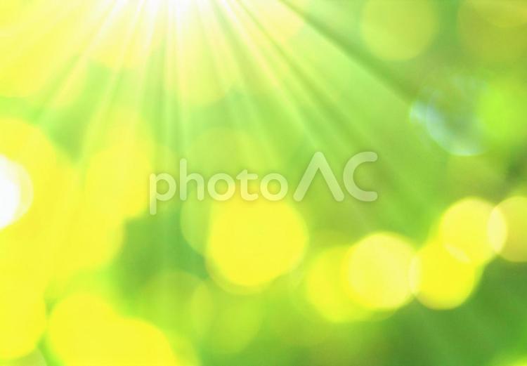 緑と日光が差し込む背景素材画像イメージ 風薫る,光,太陽光の写真素材