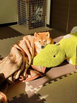 毛布に包まりぬいぐるみと日向ぼっこ 犬,柴犬,シバの写真素材