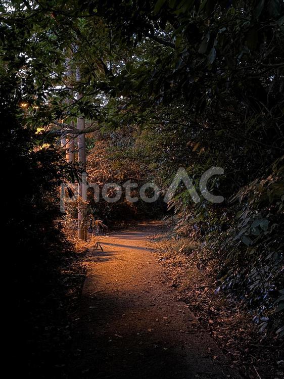 荒磯遊歩道　夜の雑木林の抜け道 木々,雑草,抜け道の写真素材