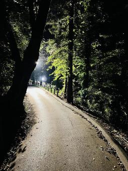 夜の森の小道と街灯 夜の森の小道と街灯の写真