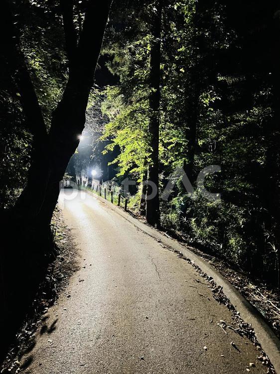 夜の森の小道と街灯 夜道,小道,遊歩道の写真素材