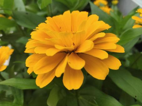 百日草 ジニア Zinnia 百日草 ジニア Zinniaの写真
