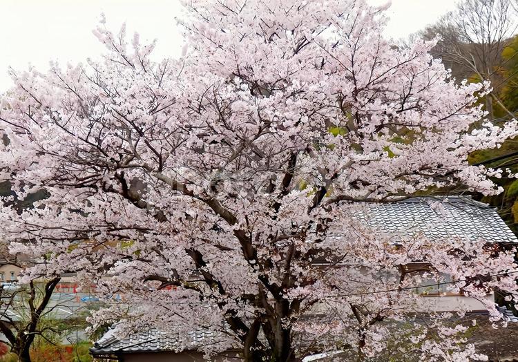 【桜の写真】桜が咲く風景 桜,さくら,サクラの写真素材