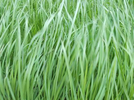 Photo, grass, leaf, green, 