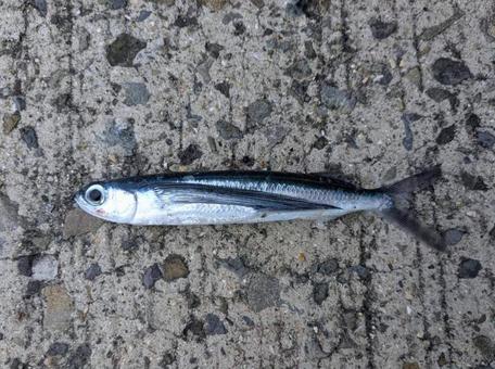 堤防から釣れたトビウオ1 堤防から釣れたトビウオ1 トビウオ,釣り,魚の写真素材