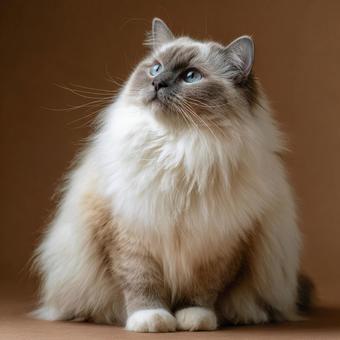 おすわりする白くてもふもふの猫の写真