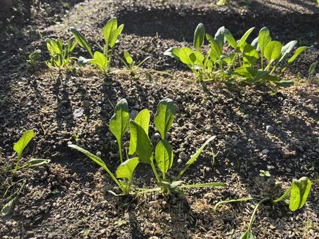 野菜づくりの畑 野菜づくりの畑 ほうれん草,野菜,葉菜の写真素材