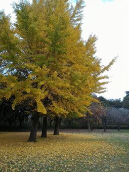 秋の公園 秋の公園の写真