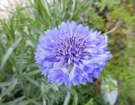 【花の写真】ヤグルマギクの花 【花の写真】ヤグルマギクの花 ヤグルマギク,矢車菊,キク科の写真素材