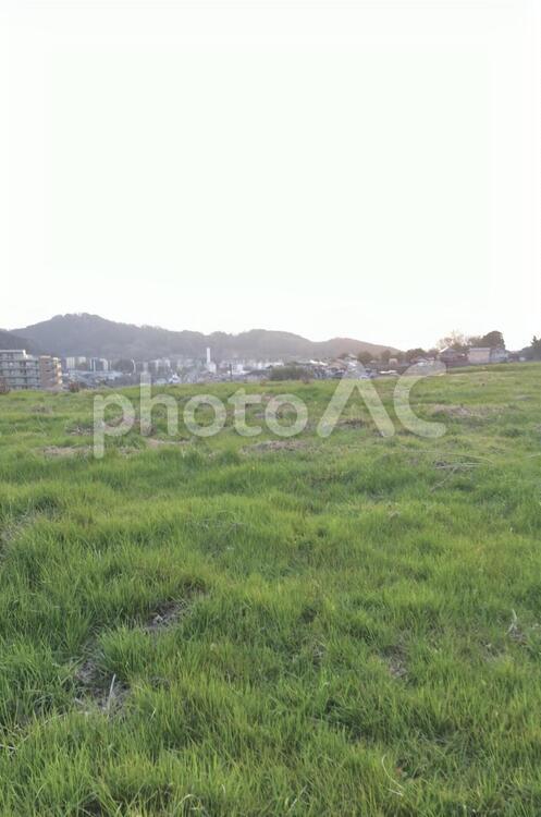 草むらと向こうにたたずむ住宅街 草むら,草原,草の写真素材