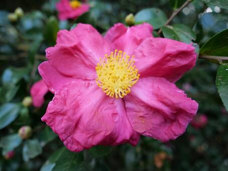 大島公園　山茶花 サザンカ,大島公園,伊豆大島の写真素材