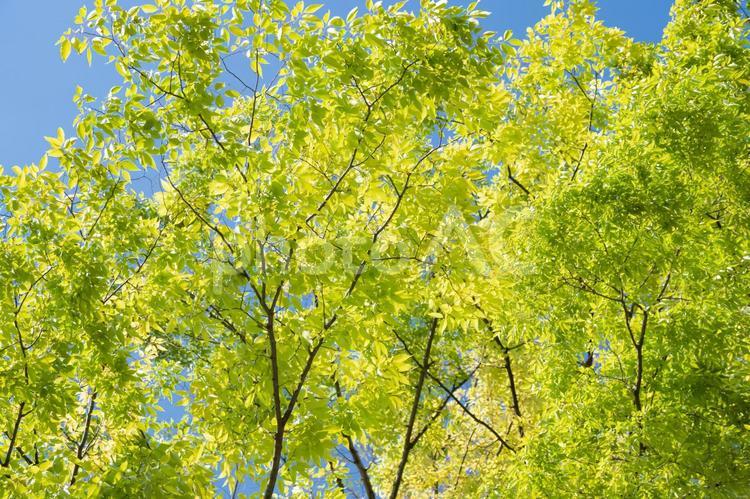 新緑と青空、ケヤキの葉からのこもれび 新緑,ケヤキ,欅の写真素材