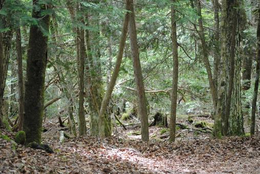 Mysterious Forest 01, JPG Mysterious Forest 01, JPG