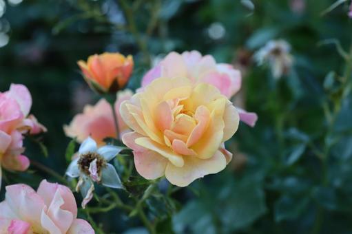 バラ園にてきれいな薔薇を撮りました バラ園にてきれいな薔薇を撮りました 花,薔薇,自然の写真素材