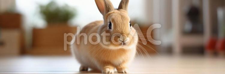 かわいいウサギ・小麦色 うさぎ,可愛い,ネザーランドドワーフの写真素材