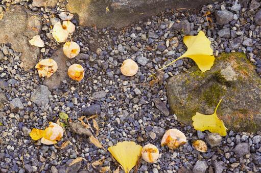 イチョウの落葉と実 銀杏,イチョウ,信州の写真素材