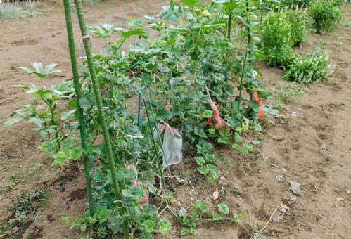 Photo, melon, cultivation, create, 