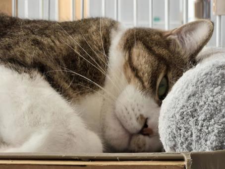 まったりする猫 まったりする猫の写真
