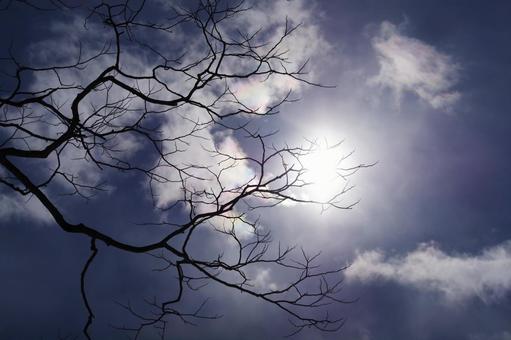 太陽と枯れ木 太陽と枯れ木の写真