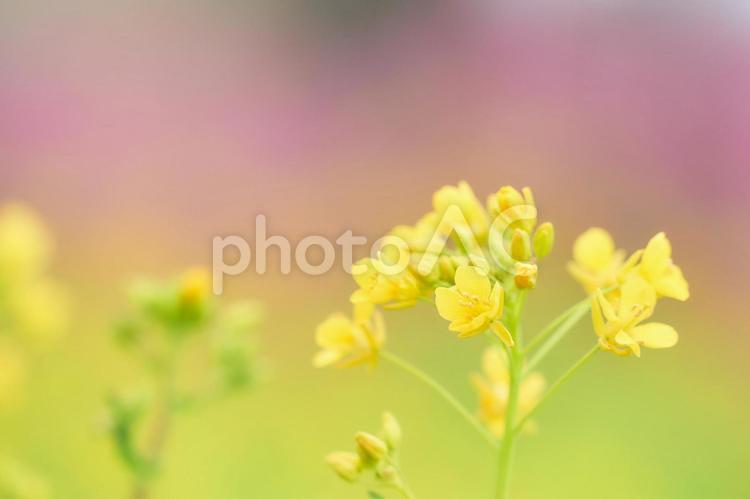 ふんわりした優しい背景の菜の花の花 菜の花,一輪,アップの写真素材