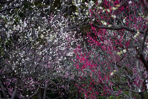 紅梅 紅梅の写真