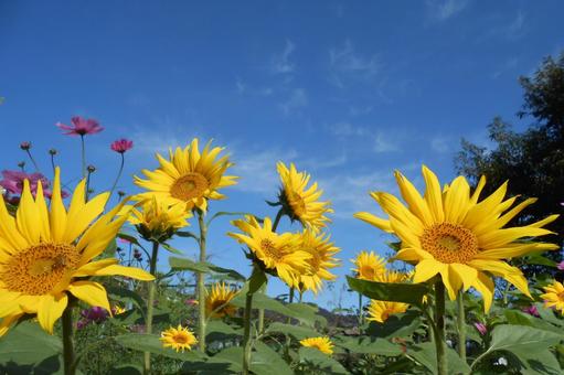 Sunflowers in full bloom in the autumn sky, JPG Sunflowers in full bloom in the autumn sky, JPG
