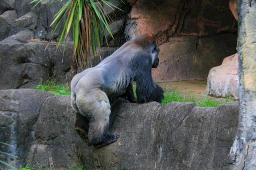 ニシゴリラ ニシゴリラの写真