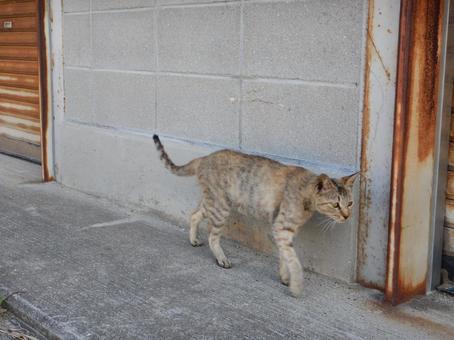 歩く猫 野生 散歩 男木島 歩く猫 野生 散歩 男木島 ネコ,野良猫,動物の写真素材