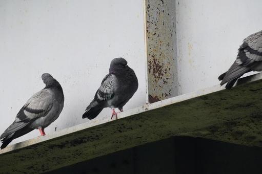Pigeons, JPG Pigeons, JPG