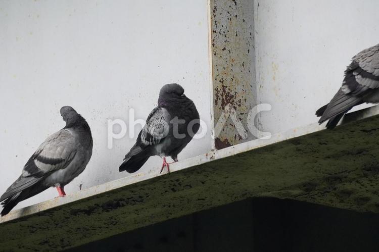 ハト 鳩,鳥,自然の写真素材