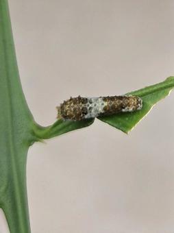 ナミアゲハの幼虫 ナミアゲハの幼虫の写真