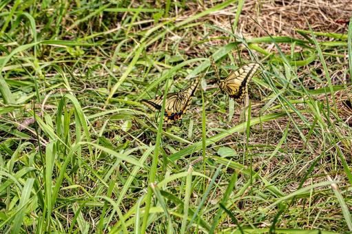 キアゲハの求愛行動⑴ キアゲハの求愛行動⑴ 蝶,キアゲハ,昆虫の写真素材