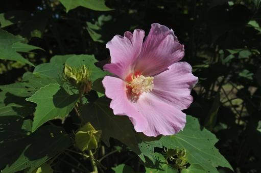 フヨウの花①の写真