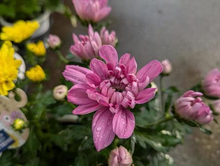 菊の花です 菊の花です ポットマム,花,flowerの写真素材